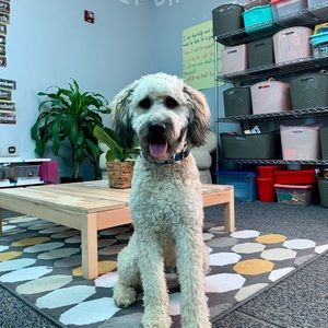 Meet your Posher, Abby